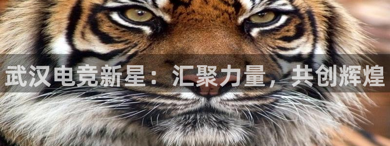 必赢电竞最新比赛：武汉电竞新星：汇聚力量，共创辉煌